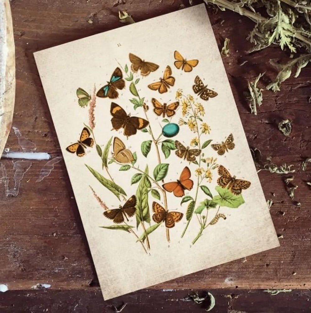 Vintage Entomology Print of British Butterflies IV (1882 Giclée Reproduction): Vintage Entomology Print of British Butterflies IV (1882 Giclée Reproduction) This giclée print faithfully reproduces British Butterflies IV, an original 1882 plate from a classic entomological