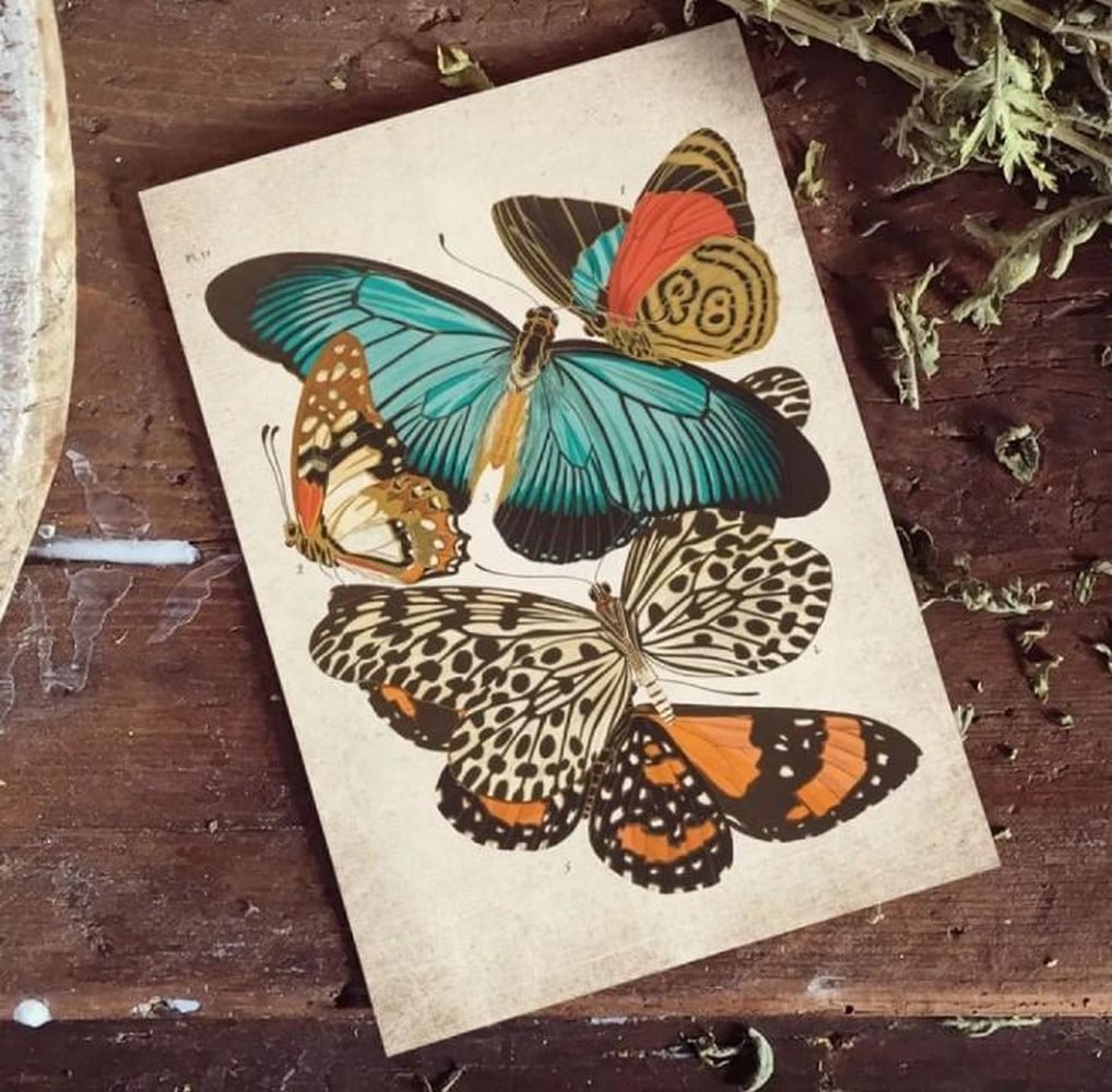 Vintage Entomology Print of Zalmoxis (1925 Giclée Reproduction): Vintage Entomology Print of Zalmoxis (1925 Giclée Reproduction) This vintage-style giclée print features a meticulously reproduced 1925 scientific plate of Zalmoxis, a rare arachnid genus noted