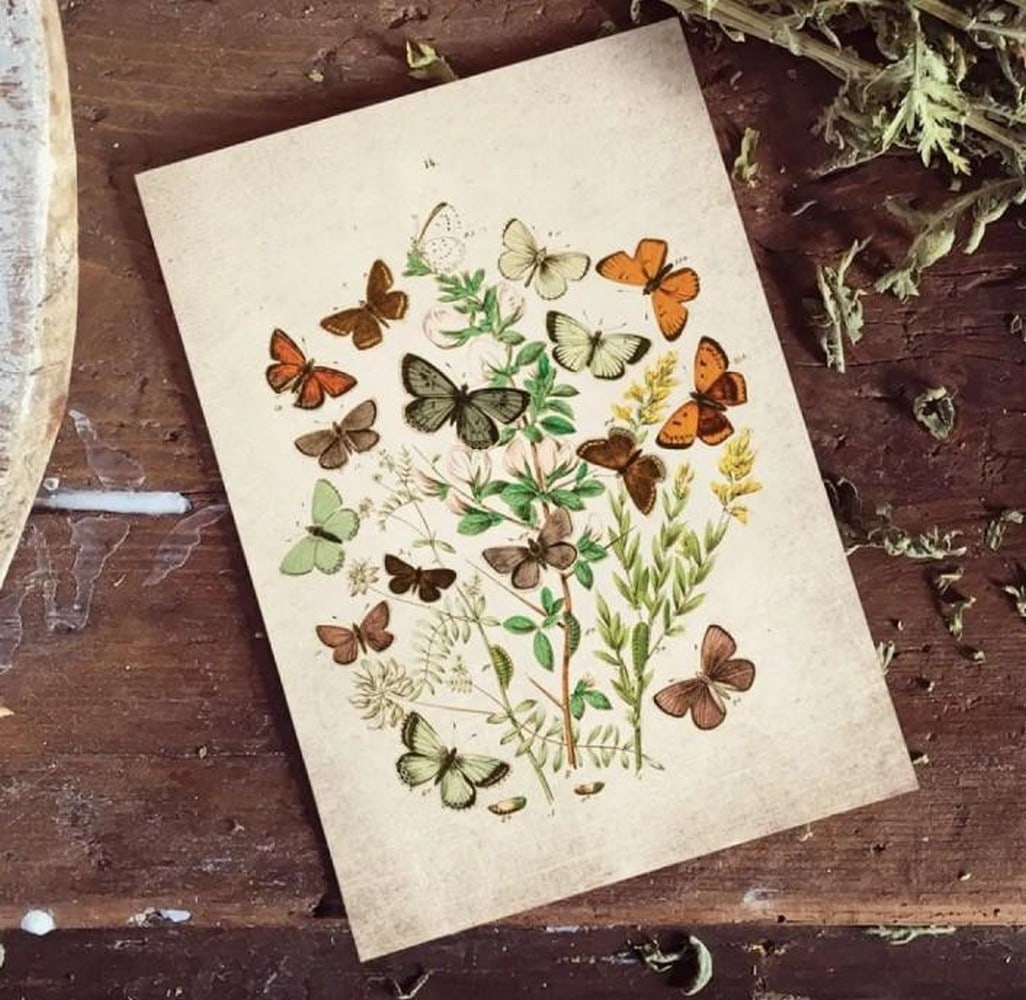 Vintage Entomology Print of British Butterflies Trio(1882 Giclée Reproduction): Vintage Entomology Print of British Butterflies Trio(1882 Giclée Reproduction) This vintage giclée print features Plate III from an 1882 British entomology series, presenting three meticulously