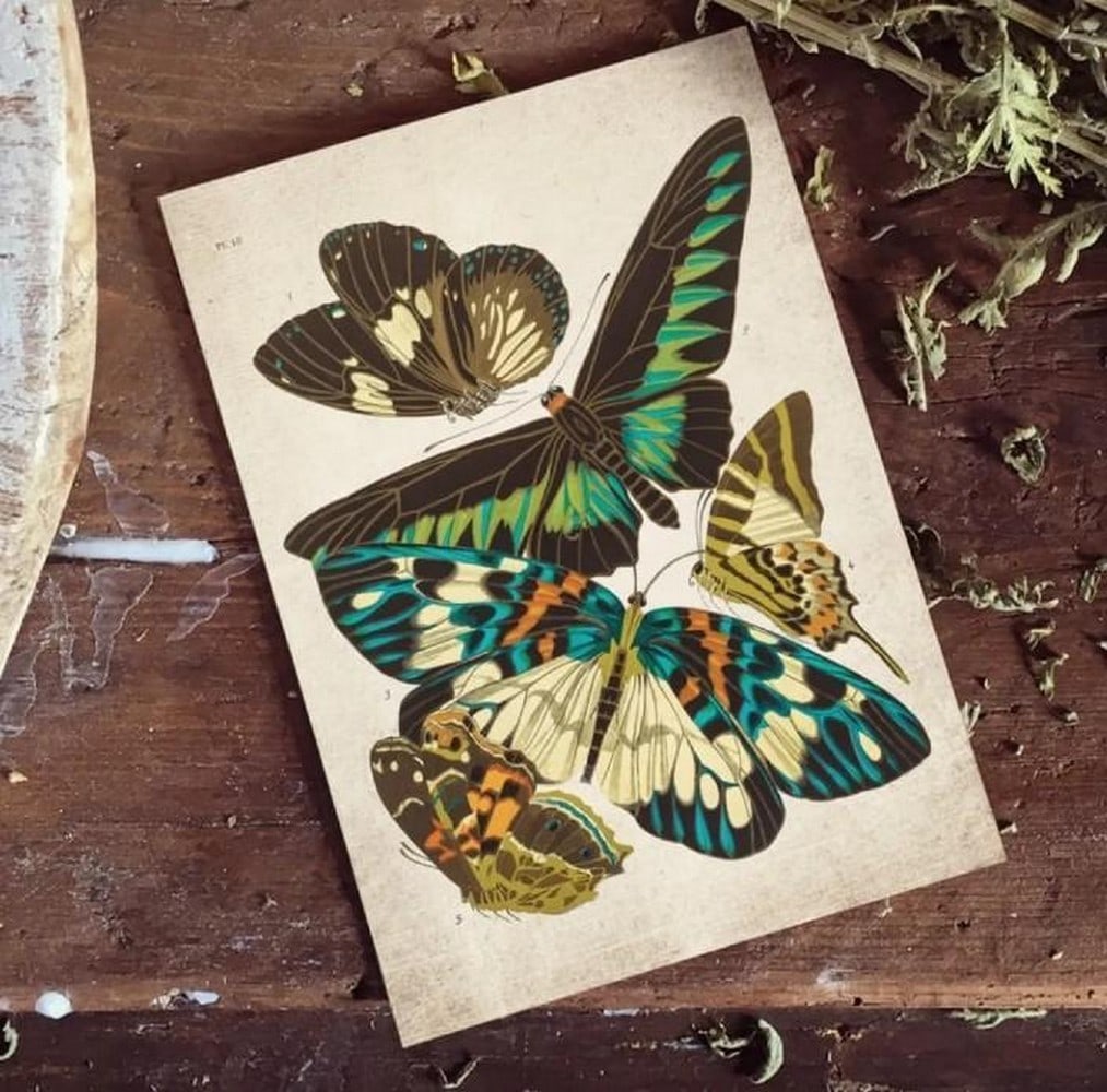 Vintage Entomology Print of Papilio Study No. 8 (1925 Giclée Reproduction): Vintage Entomology Print of Papilio Study No. 8 (1925 Giclée Reproduction) This vintage giclée print showcases Scene No. 8 from a 1925 entomological series dedicated to the Papilio