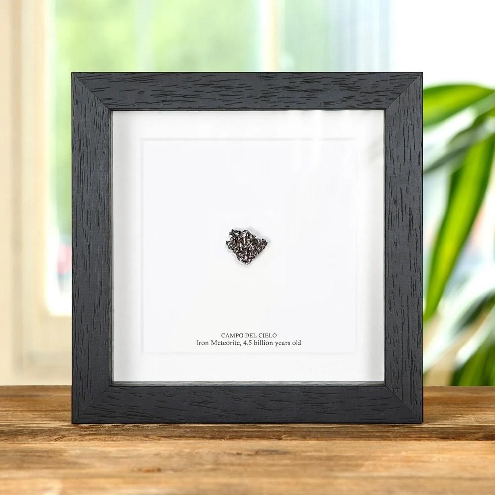 Campo del Cielo Meteorite 10–20g In Box Frame (Campo del Cielo): Campo del Cielo Meteorite 10–20g In Box Frame (Campo del Cielo) A striking Campo del Cielo Meteorite, weighing between 10–20g, displayed in a handmade wooden frame and mounted on high-quality aci