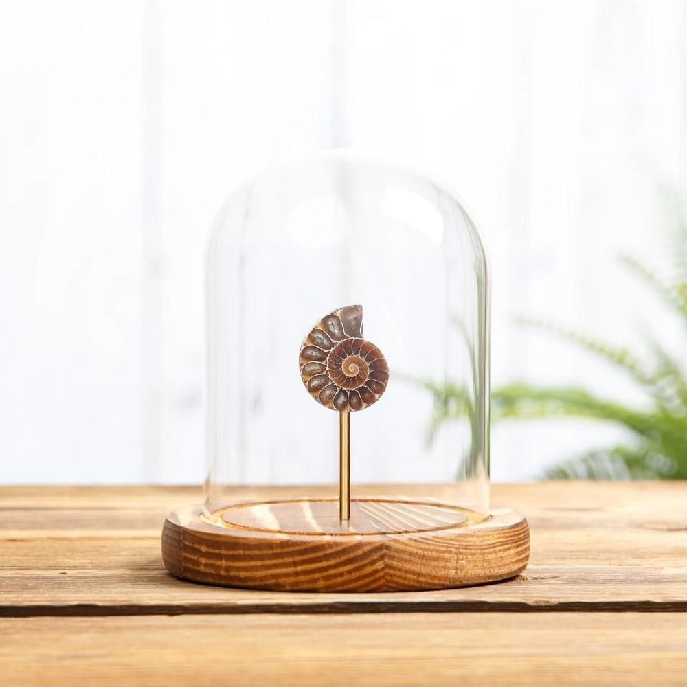 Small Spiral Ammonite In Glass Dome With Wooden Base (Cleoniceras sp): Small Spiral Ammonite In Glass Dome With Wooden Base (Cleoniceras sp) A small ammonite displayed in a handmade wooden dome, mounted on clear acrylic rods to give the appearance of floating.