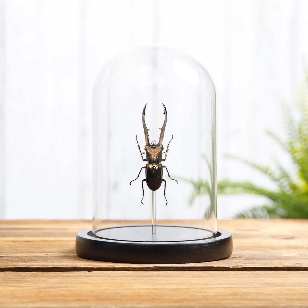 Stag Beetle – Cyclommatus metallifer finae: Stag Beetle – Cyclommatus metallifer finae A male Cyclommatus metallifer finae preserved in a handmade glass dome with a black wooden base. Mounted by expert entomologists, this specimen showcases