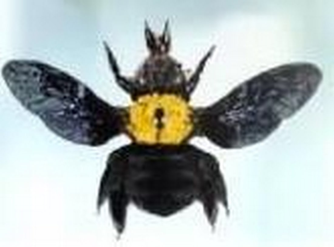 The Yellow-Crested Builder - 2