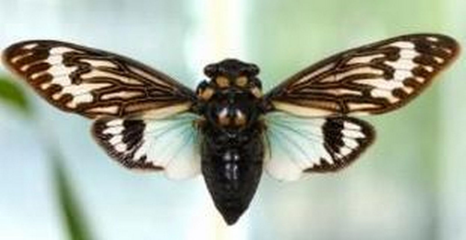 Winged Azure Dream - 2