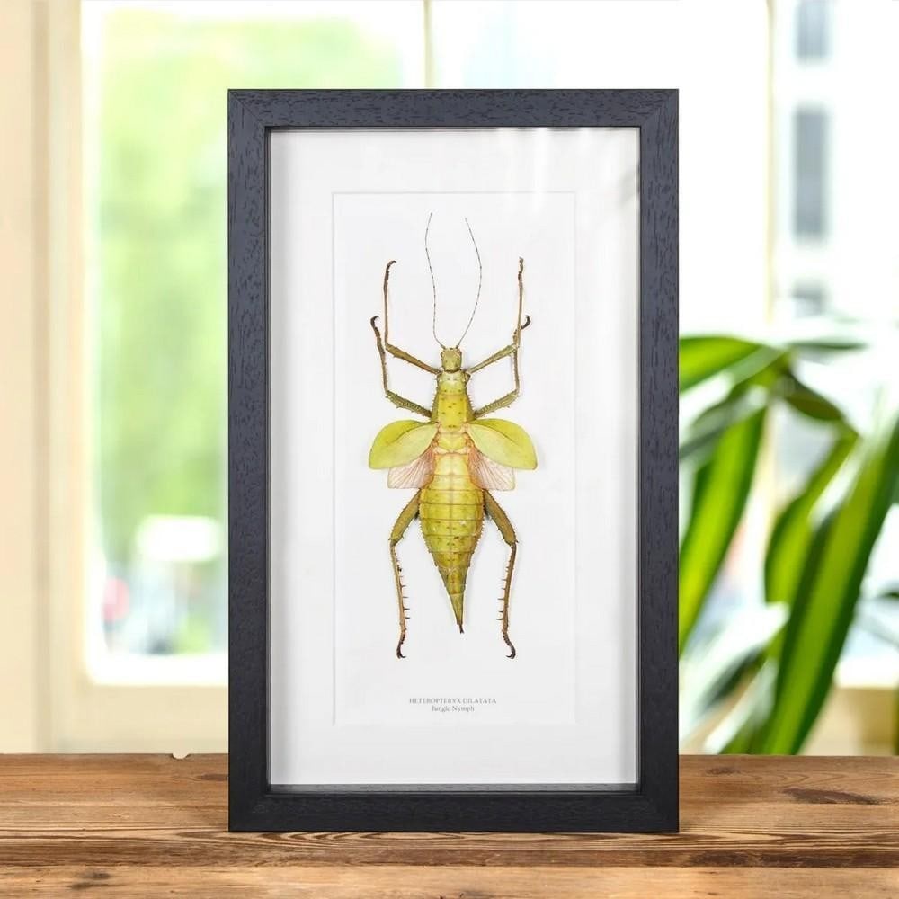 9" x 7" Devil's Flower Mantis (Idolomantis diabolica) in Display Frame: 9" x 7" Devil's Flower Mantis (Idolomantis diabolica) in Display Frame A remarkable Devil's Flower Mantis, beautifully presented in a handmade wooden frame and mounted on