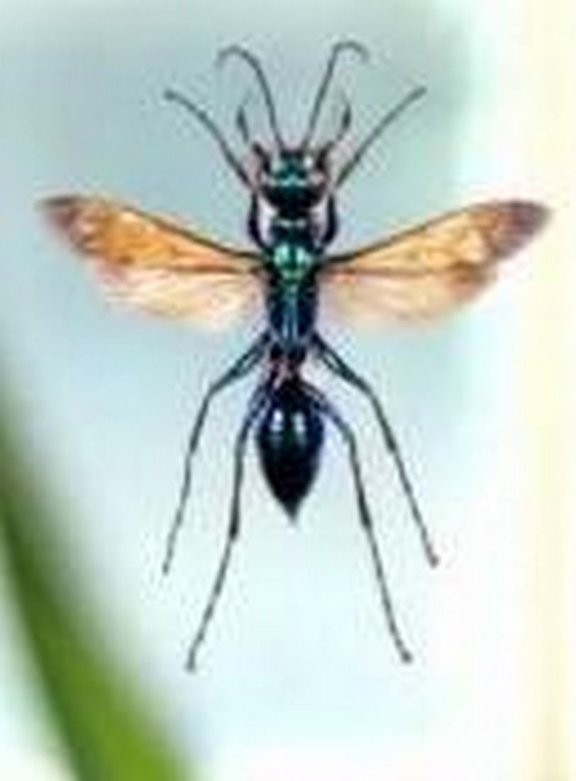 Emerald Mindbender - 2