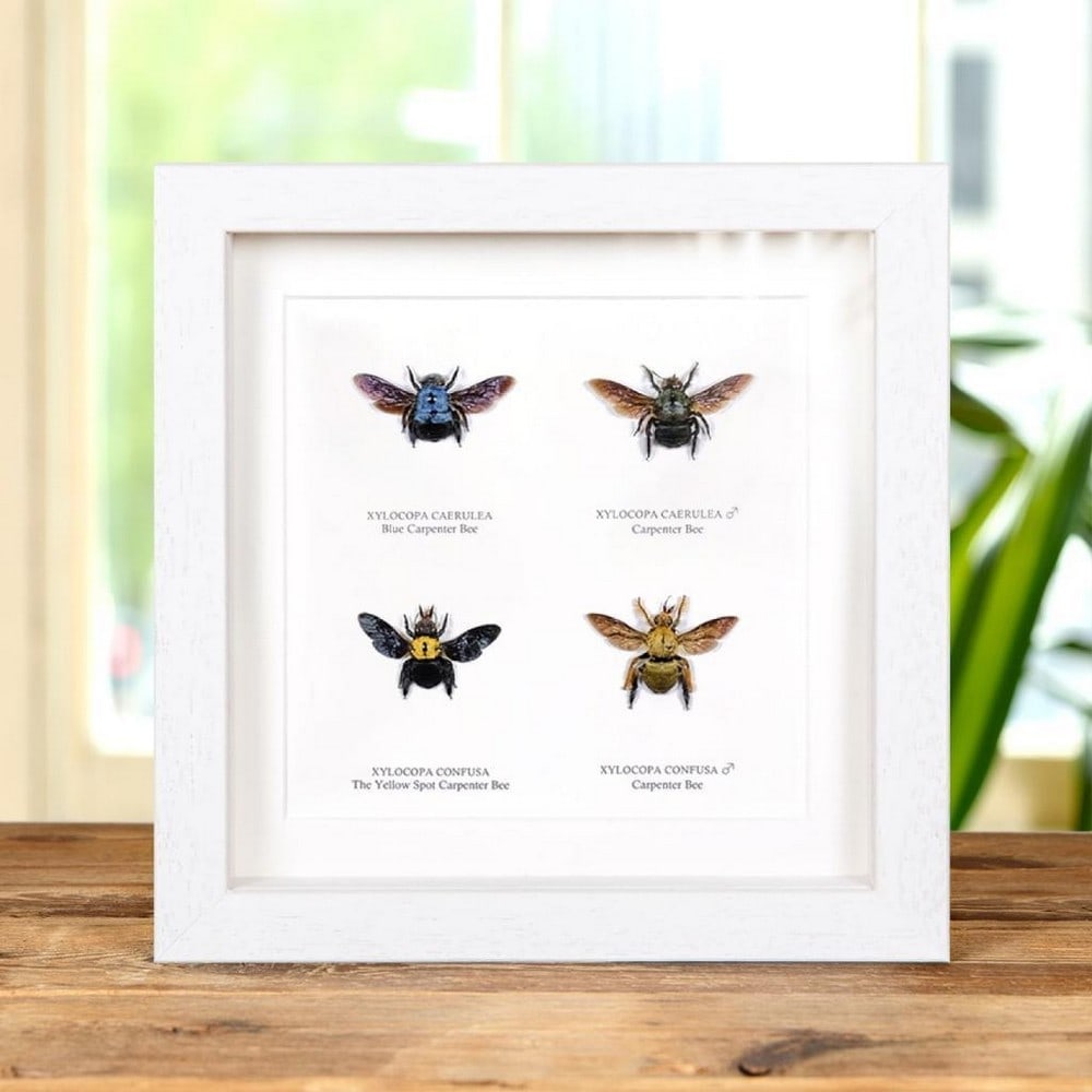 8" x 8" Carpenter Bee (Xylocopa sp.) Multi-Specimen Display Frame: 8" x 8" Carpenter Bee (Xylocopa sp.) Multi-Specimen Display Frame A multi-specimen display of Carpenter Bees (Xylocopa sp.), presented in a handmade wooden box frame and mounted on