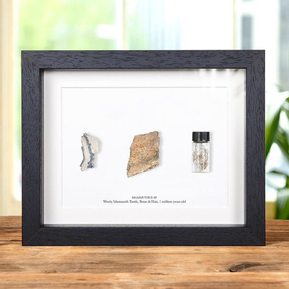 Mammuthus sp — Woolly Mammoth Bone, Tooth & Hair Fossil In Box Frame: Mammuthus sp — Woolly Mammoth Bone, Tooth & Hair Fossil In Box Frame Woolly Mammoth Bone, Tooth & Hair Fossil in a handmade wooden frame mounted on high-quality acid-free conservation board.