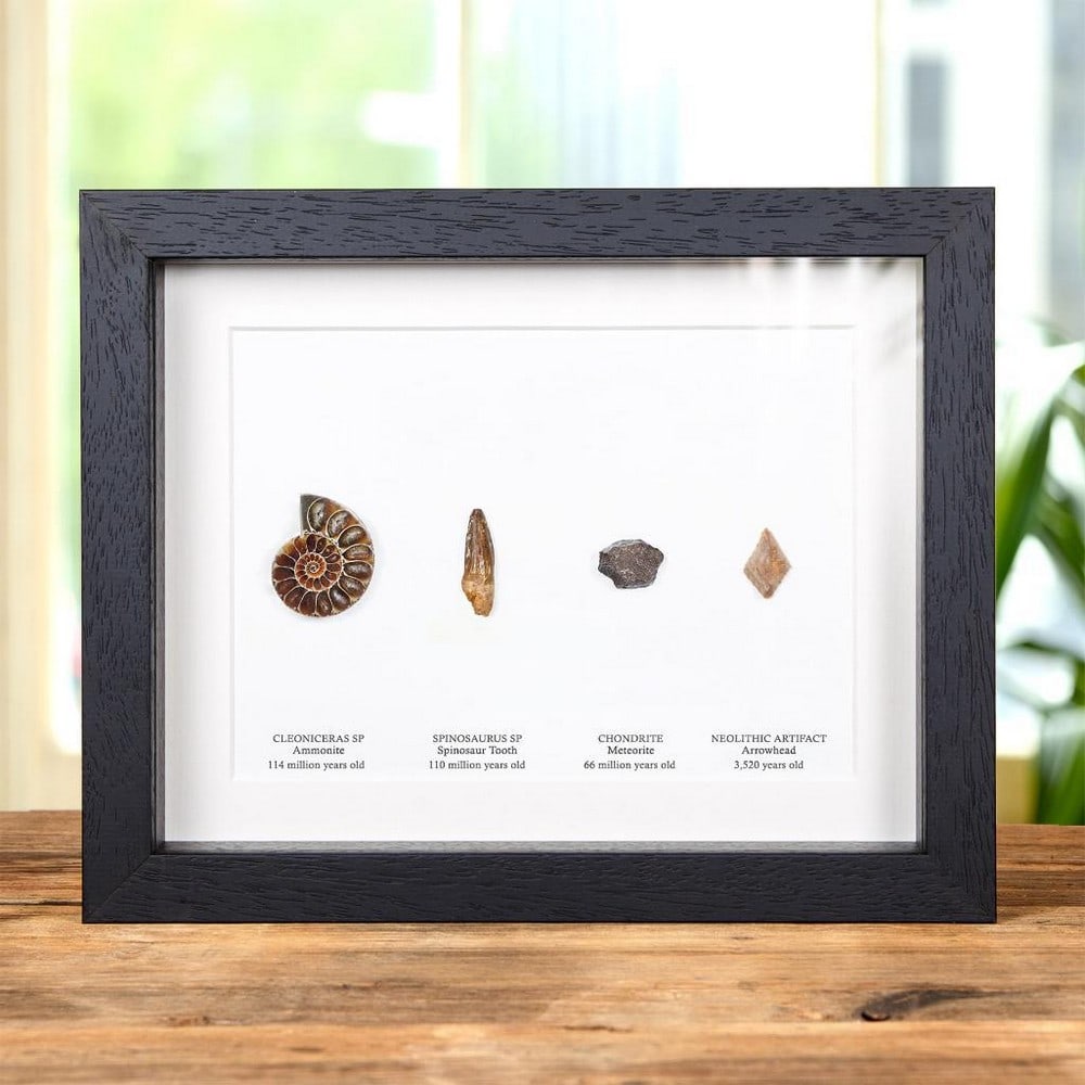 Earth's Historical Timeline Collection In Box Frame: Earth's Historical Timeline Collection In Box Frame Earth's Historical Timeline Collection in a handmade wooden frame mounted on high-quality acid-free conservation board. Full names and dates