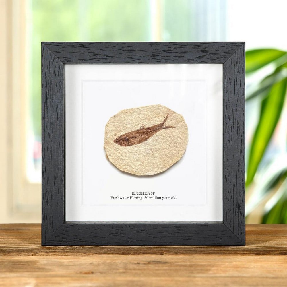 Knightia sp — Freshwater Herring Fossil In Box Frame: Knightia sp — Freshwater Herring Fossil In Box Frame A stunning freshwater herring fossil in a handmade wooden frame mounted on high-quality backing board. Common and Latin names are printed beneath