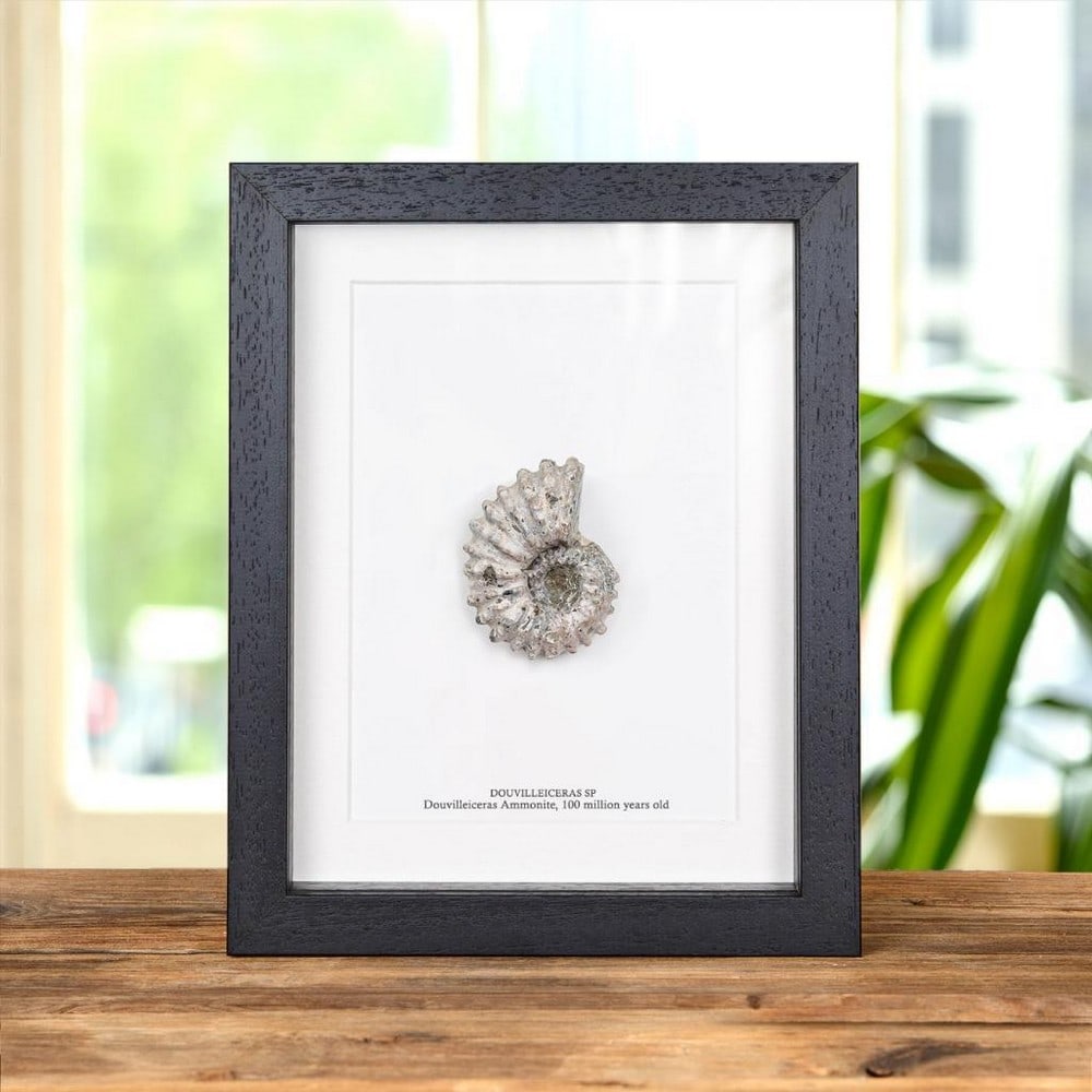 Douvilleiceras sp — Douvilleiceras Ammonite in Box Frame (1 of 2)