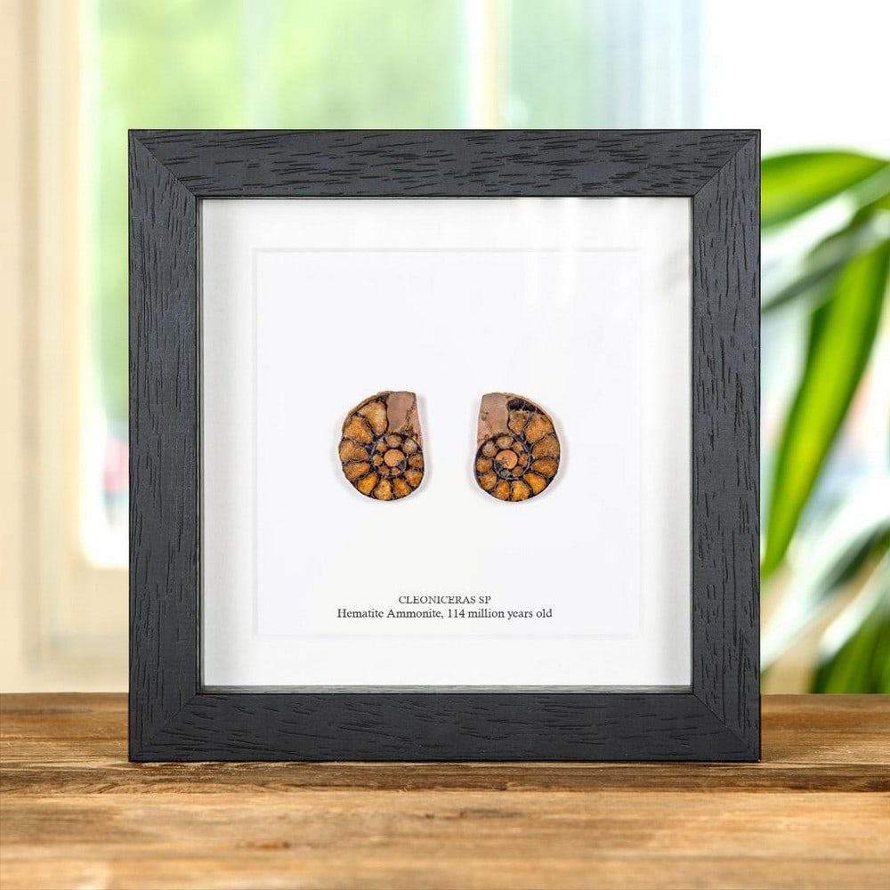 Cleoniceras sp. — Small Hematite Ammonite Pair in Box Frame: Cleoniceras sp. — Small Hematite Ammonite Pair in Box Frame A Small Hematite Ammonite Pair, beautifully presented in a handmade wooden box frame and mounted on high-quality, acid-free conservation b