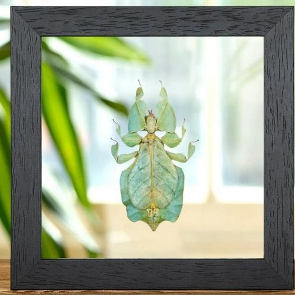 Gray's Leaf Insect Framed Specimen in Clear Glass Display: Gray's Leaf Insect Framed Specimen in Clear Glass Display A stunning tribute to nature’s camouflage, this real Gray's Leaf Insect (Phyllium bioculatum) is beautifully preserved and showcase