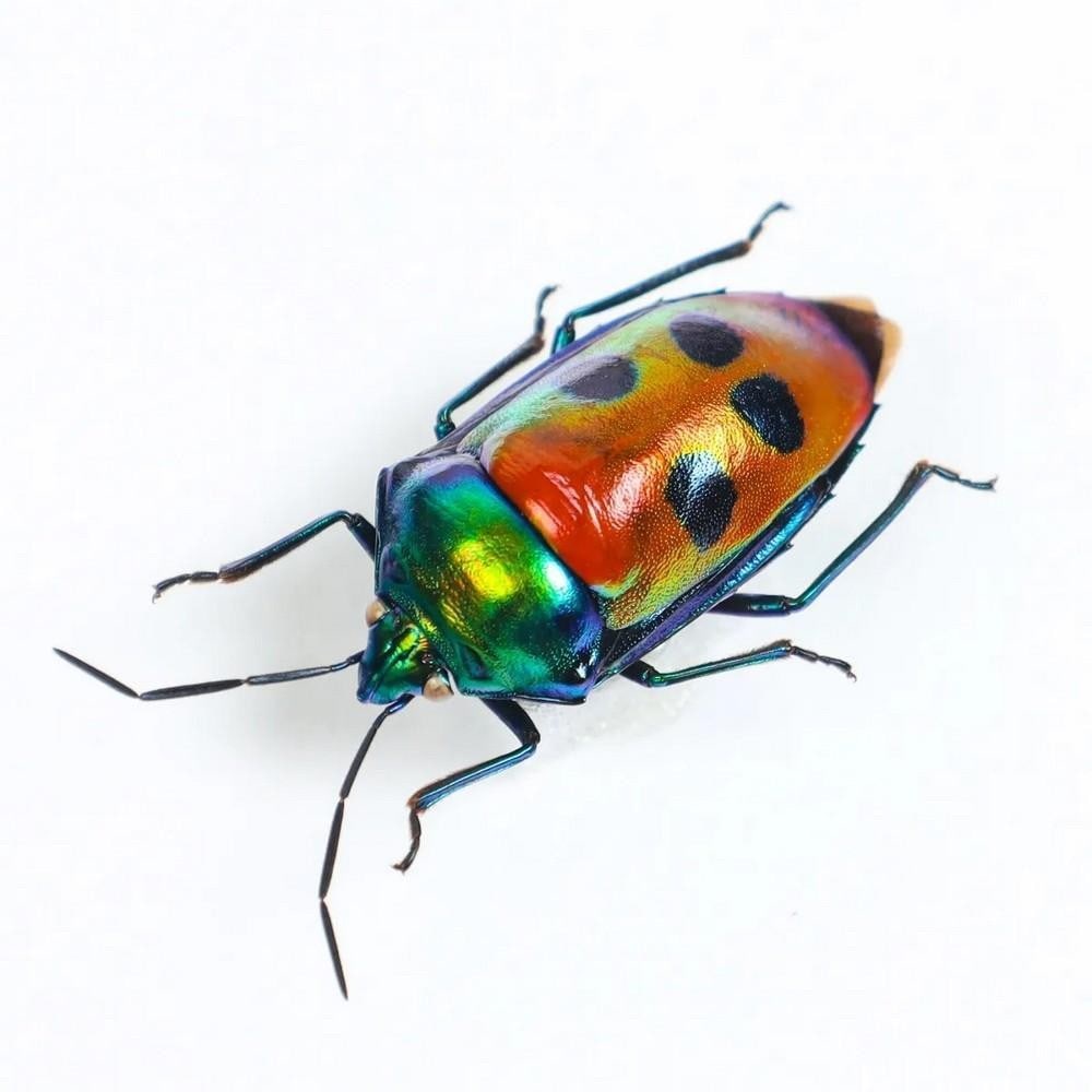 5" x 5" Jewel Man Face Bug (Calliphara Caesar) in Box Frame - 2