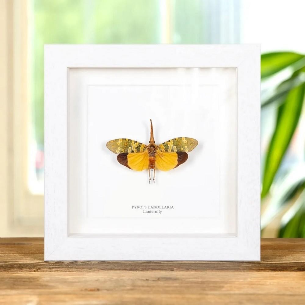 6" x 6" Lanternfly (Pyrops Candelaria) in Box Frame: 6" x 6" Lanternfly (Pyrops Candelaria) in Box Frame A captivating Lanternfly (Pyrops Candelaria) displayed in a handmade wooden frame and mounted on high-quality, acid-free conservation board.