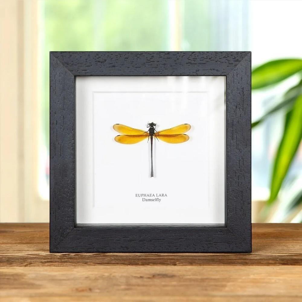 5" x 5" Euphaea lara from Indomalaya in Box Frame: 5" x 5" Euphaea lara from Indomalaya in Box Frame A stunning Euphaea lara in a handmade wooden frame, mounted on high-quality acid-free conservation board. The Latin and common names are