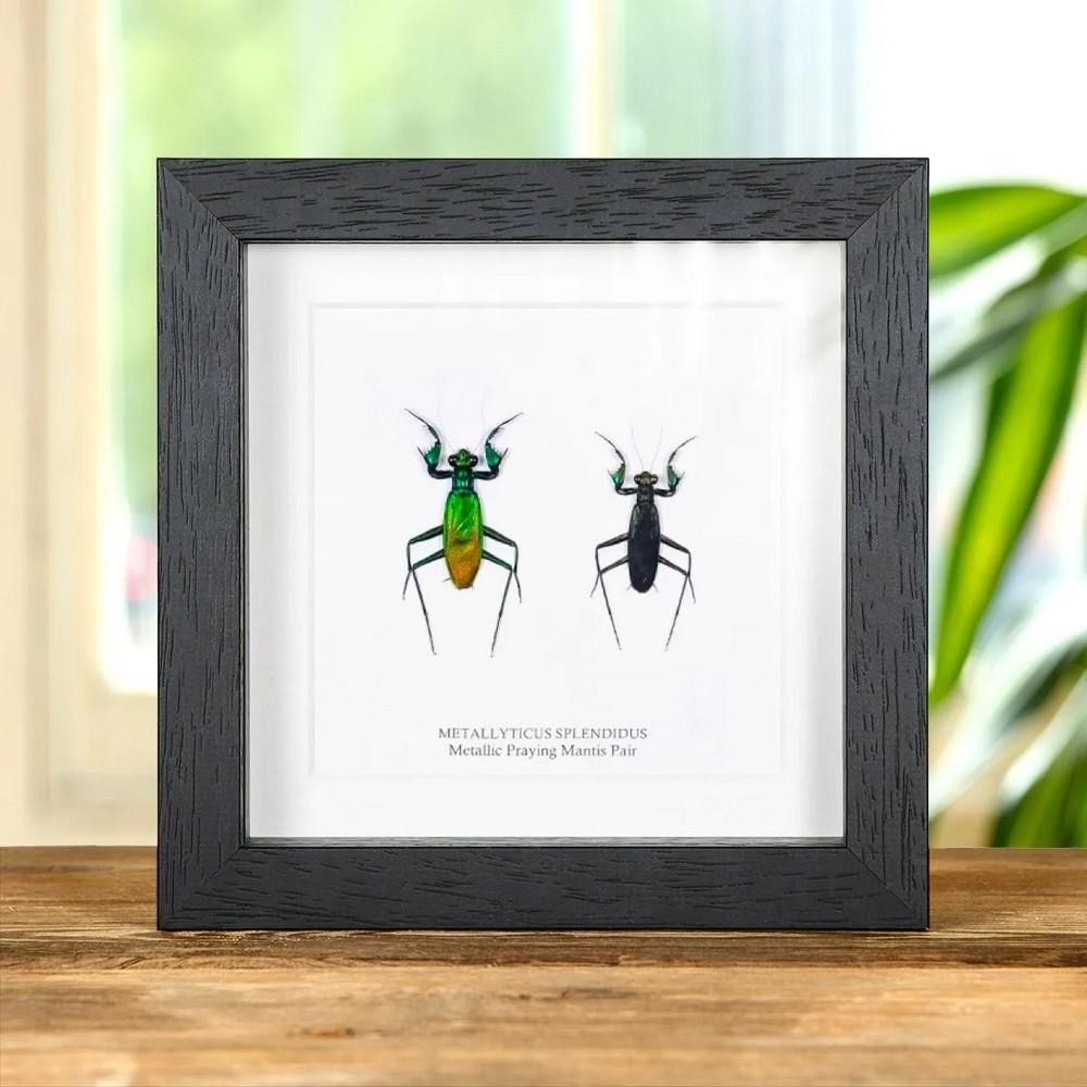 6" x 6" Metallyticus splendidus (Metallic Praying Mantis) Pair in Wooden Box Frame: 6" x 6" Metallyticus splendidus (Metallic Praying Mantis) Pair in Wooden Box Frame A pair of Metallic Praying Mantis displayed in a handcrafted wooden box frame, mounted on high-quality