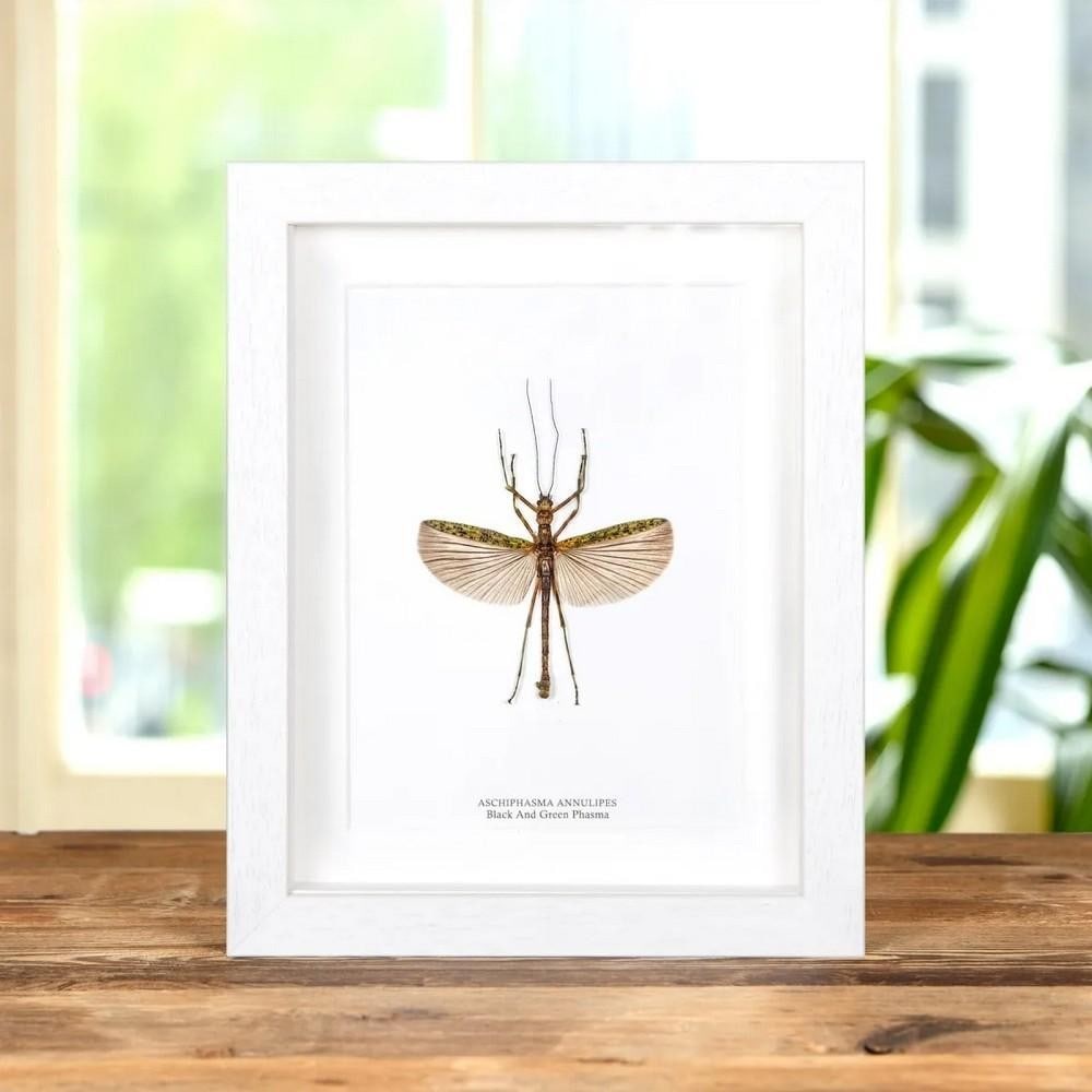 9" x 7" Framed Black & Green Phasma Stick Insect (Aschiphasma annulipes): 9" x 7" Framed Black & Green Phasma Stick Insect (Aschiphasma annulipes) A Black & Green Phasma Stick Insect displayed in a handcrafted wooden frame, mounted on high-quality, acid-free