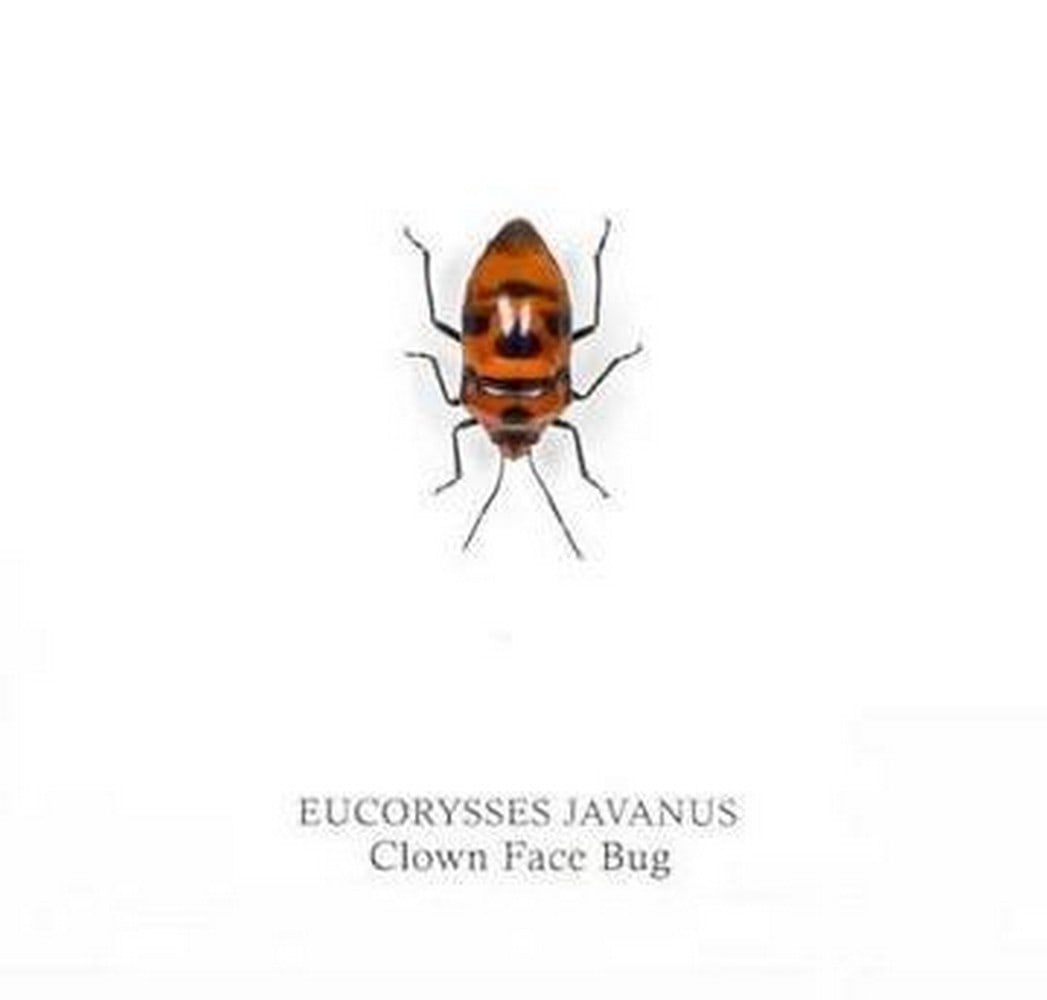 5" x 5" Framed Clown Face Bug (Eucorysses javanus) - 2