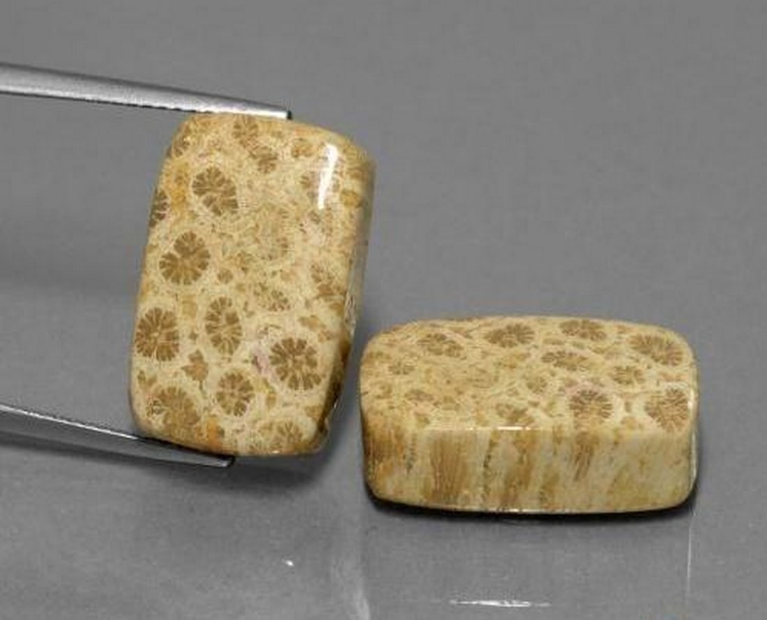 28.81 ctw Natural Multicolor Fossil Coral, Cushion Cabochon, Opaque, Indonesia: 28.81 ctw Natural Multicolor Fossil Coral, Cushion Cabochon, Opaque, Indonesia Pair of natural fossil coral gemstones with a combined weight of 28.81 carats (average 14.41 carats each), cut in cushion