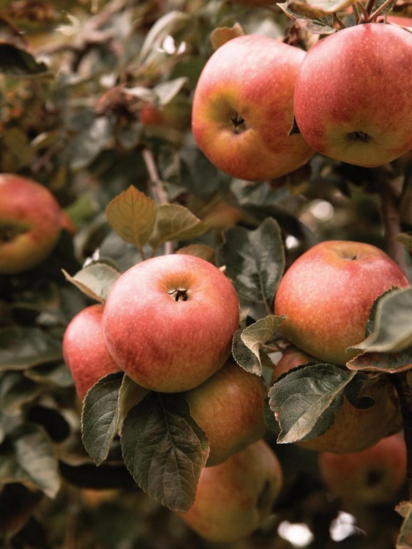 Ripe Apples Poster Print: Ripe Apples Poster Print A poster featuring red and yellow apples hanging on a branch surrounded by green leaves. The warm, natural scene makes it an ideal piece of fruit-themed wall art for a kitche