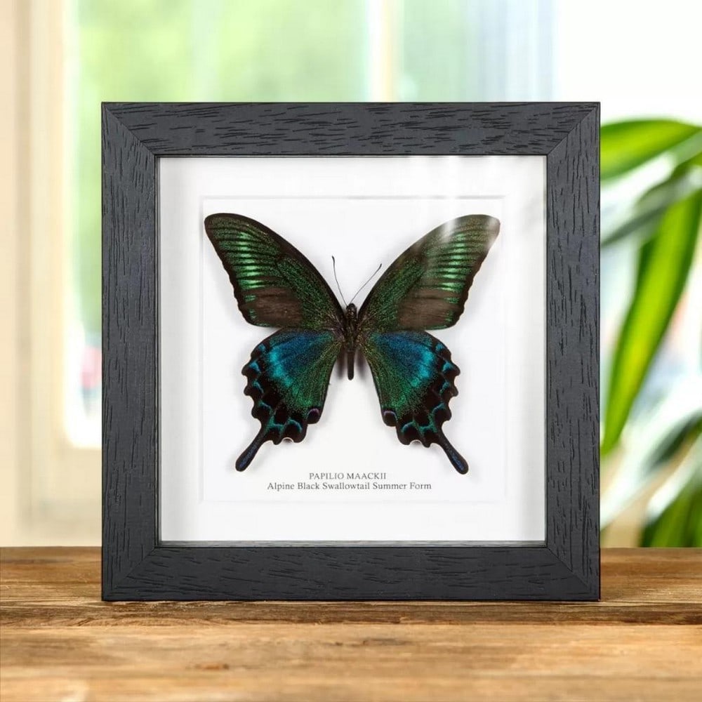 8" x 8" Alpine Black Male Swallowtail Summer Form - Papilio Maackii (Summer Form): 8" x 8" Alpine Black Male Swallowtail Summer Form - Papilio Maackii (Summer Form) A magnificent Alpine Black Swallowtail butterfly in a handmade wooden frame mounted on high-quality acid-free