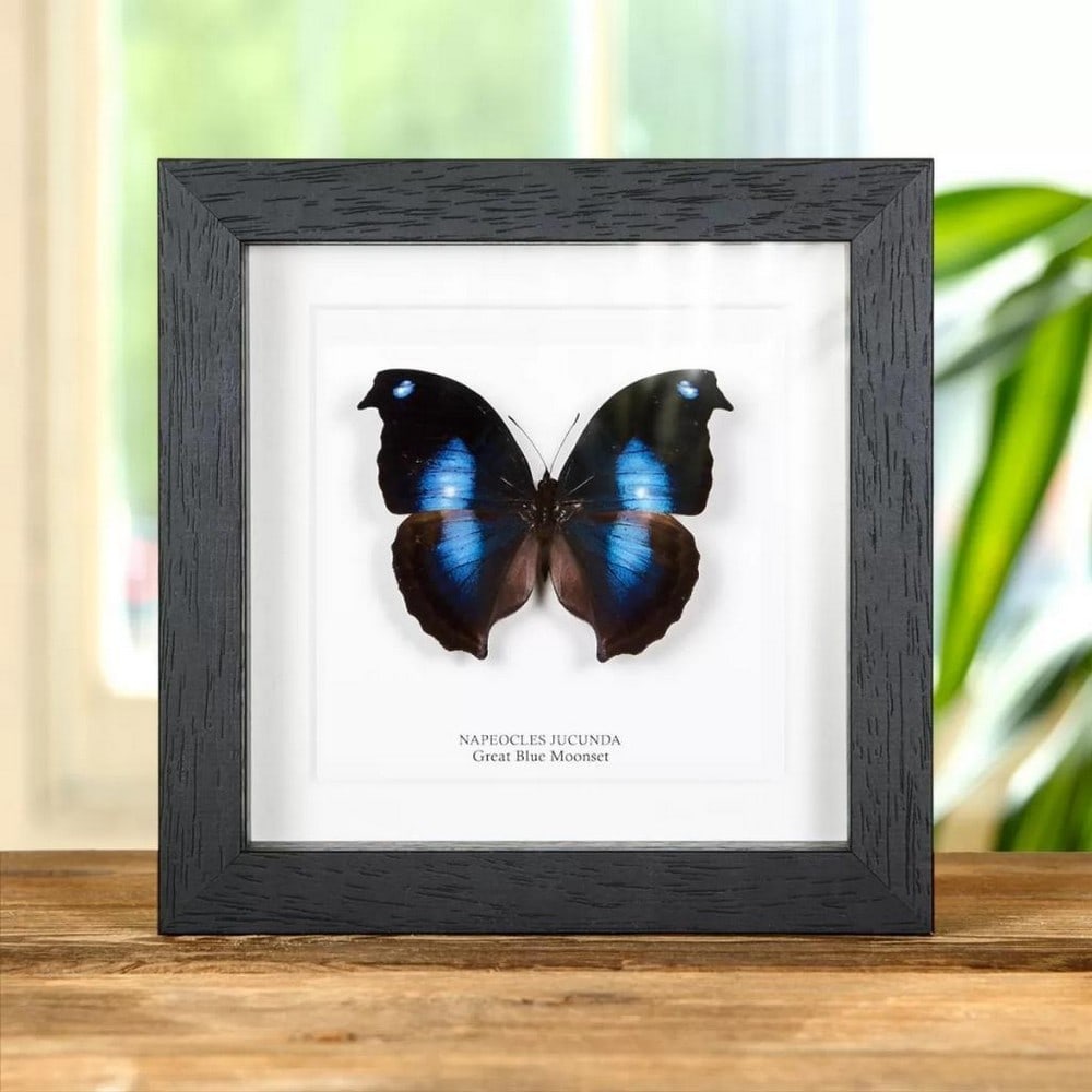 6" x 6" Great Blue Moonset Butterfly Specimen - Napeocles Jucunda.: 6" x 6" Great Blue Moonset Butterfly Specimen - Napeocles Jucunda. A stunning Great Blue Moonset butterfly in a handmade wooden frame mounted on high-quality acid-free conservation board. The