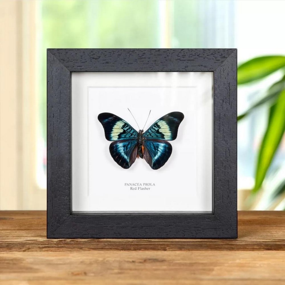 5" x 5" Male Brilliant Red Flasher - Panacea Prola: 5" x 5" Male Brilliant Red Flasher - Panacea Prola A stunning Red Flasher Butterfly in a handmade wooden frame mounted on high-quality acid-free conservation board. The Latin and region names