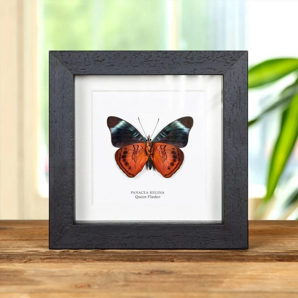 5" x 5" Queen Flasher Butterfly (Panacea regina) Ventral View in Box Frame: 5" x 5" Queen Flasher Butterfly (Panacea regina) Ventral View in Box Frame A Queen Flasher butterfly (Panacea regina) displayed in a handmade wooden frame, mounted on high-quality acid-free co