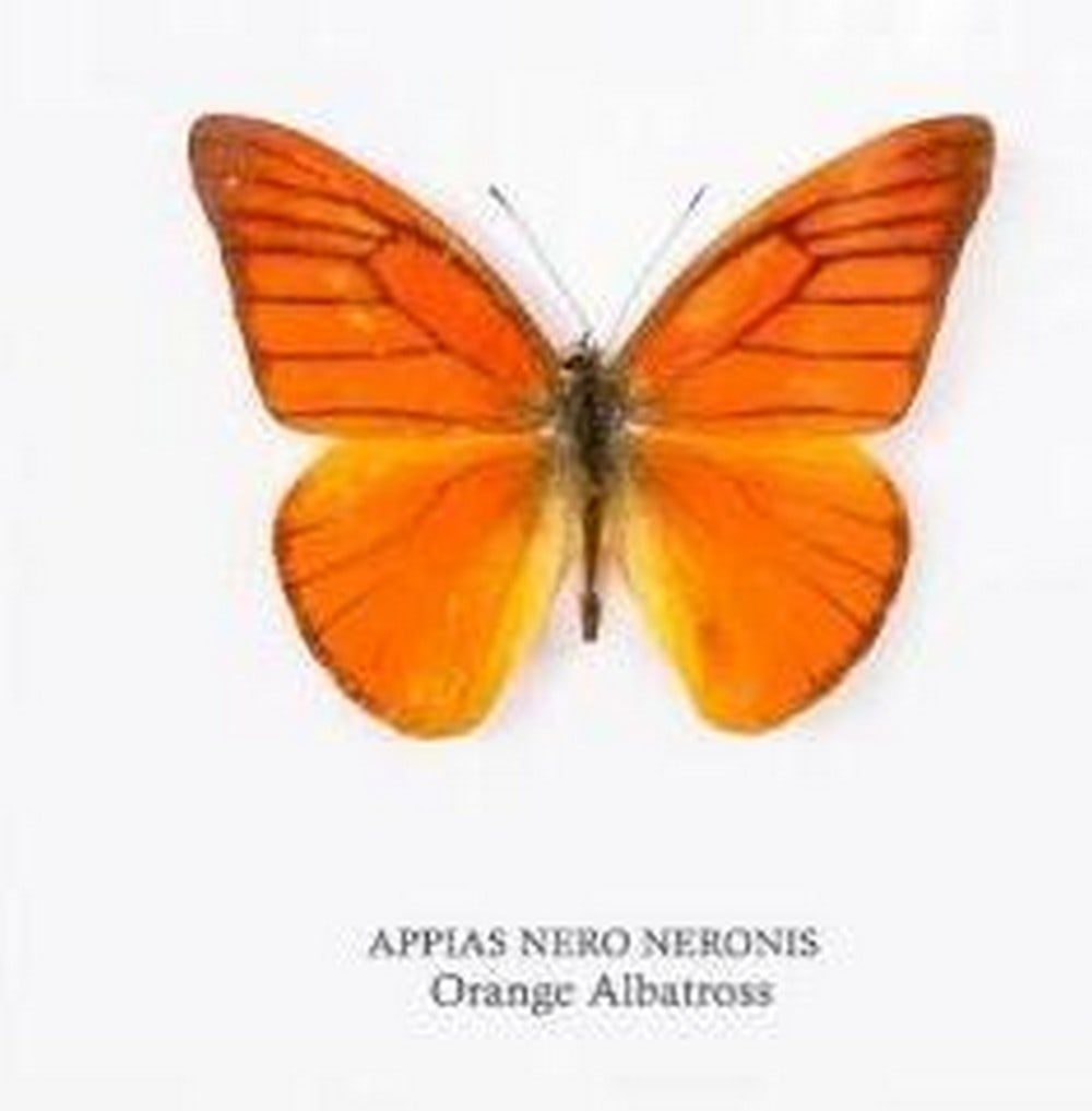 Framed Orange Albatross Butterfly: Framed Orange Albatross Butterfly An Orange Albatross butterfly is elegantly displayed within a handcrafted wooden frame, mounted on premium acid-free conservation board. Beneath the specimen, its La