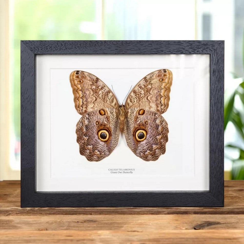 9" x 7" Male Giant Owl Butterfly - Caligo Telamonius: 9" x 7" Male Giant Owl Butterfly - Caligo Telamonius A beautiful Giant Owl butterfly in a handmade wooden frame mounted on high-quality acid-free conservation board. The Latin and common names