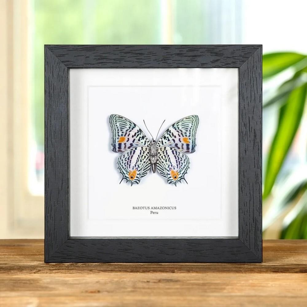 6" x 6" Amazonian Baeotus Butterfly (Baeotus amazonicus) in Box Frame: 6" x 6" Amazonian Baeotus Butterfly (Baeotus amazonicus) in Box Frame An Baeotus amazonicus butterfly displayed in a handcrafted wooden frame, mounted on high-quality, acid-free conservation b