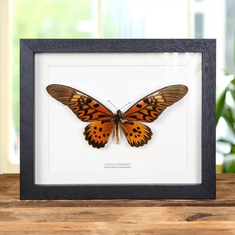 10" x 8" Giant African Swallowtail Butterfly - Papilio Antimachus: 10" x 8" Giant African Swallowtail Butterfly - Papilio Antimachus A beautiful Giant African Swallowtail butterfly in a handmade wooden frame mounted on high-quality acid-free conservation boar