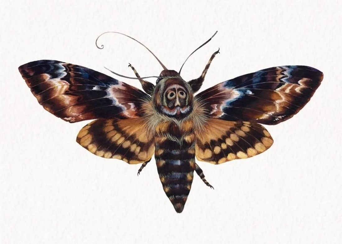 Death's Head Moth (Acherontia atropos) Watercolor Reproduction Print: Death's Head Moth (Acherontia atropos) Watercolor Print Reproduction of Artist Katya Shiova's Painting. A striking watercolor reproduction print of the Death's Head Moth (Acherontia atrop