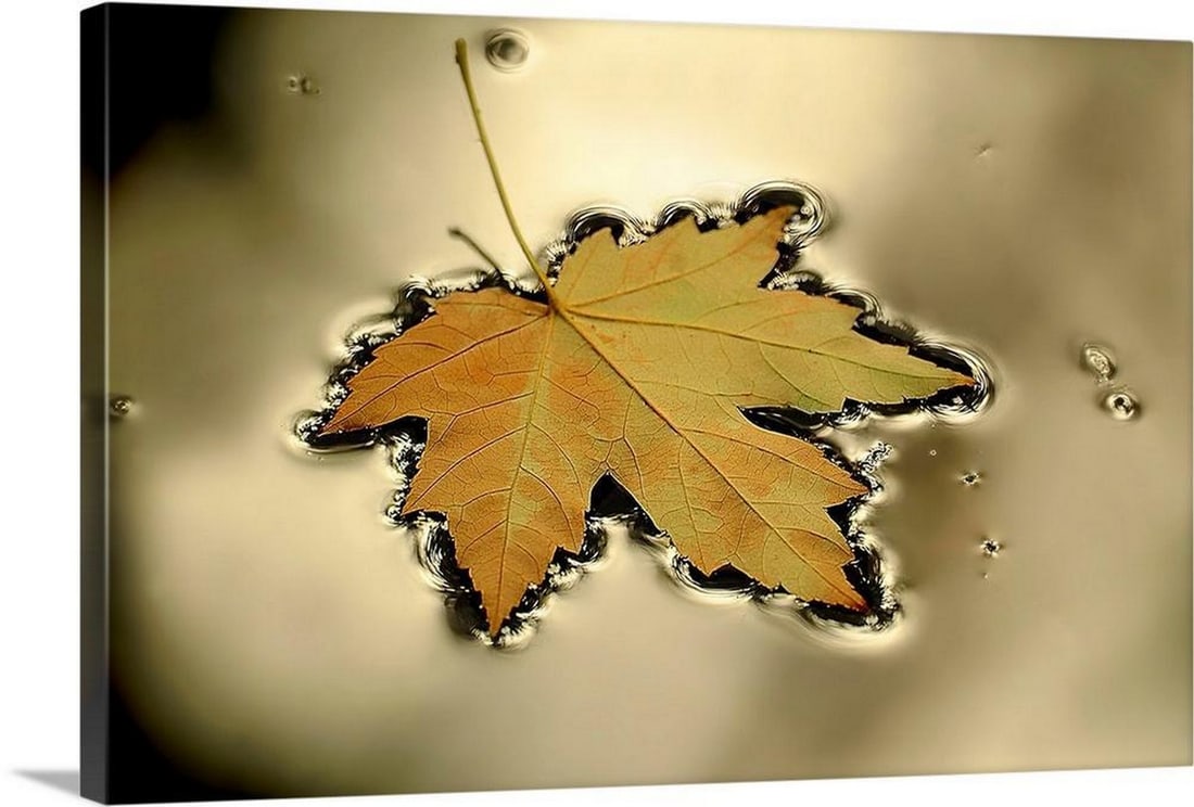 "Maple Leaf Floating in a Platinum Puddle" Canvas Reproduction by Mike Moats: "Maple Leaf Floating in a Platinum Puddle" Canvas Reproduction by Mike Moats This horizontal photograph captures a still moment of nature in this piece for the home or office. About the Artis