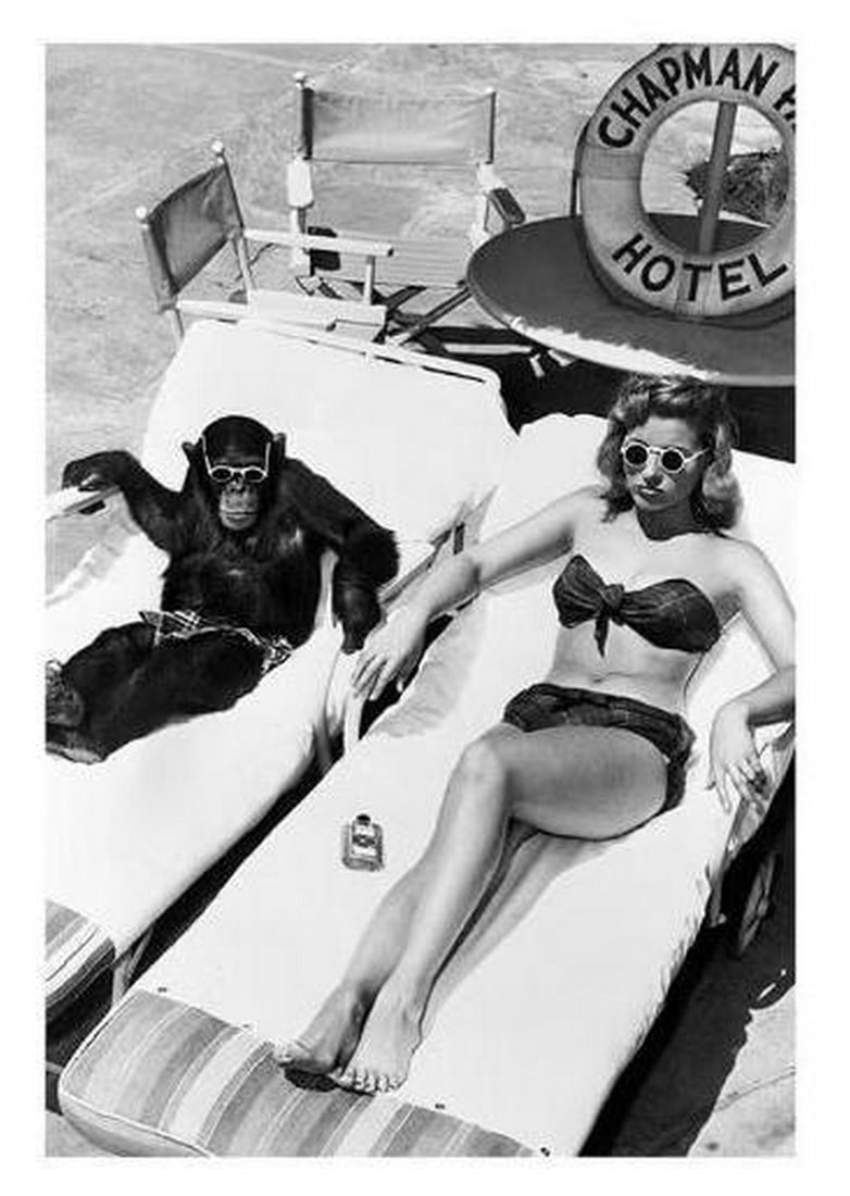 Poster Of A Woman Sunbathing With A Chimpanzee: Poster Of A Woman Sunbathing With A Chimpanzee. This playful poster features a woman sunbathing alongside a chimpanzee, blending humor and whimsy in a unique, lighthearted scene. With its fun juxtapo