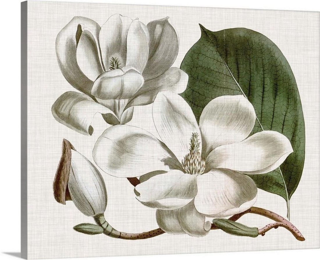 Curtis Magnolia I Botanical Illustration Canvas Print: Curtis Magnolia I Botanical Illustration Canvas Print Canvas print featuring a vintage-inspired botanical illustration of a magnolia flower. The artwork captures the delicate details and natural beau
