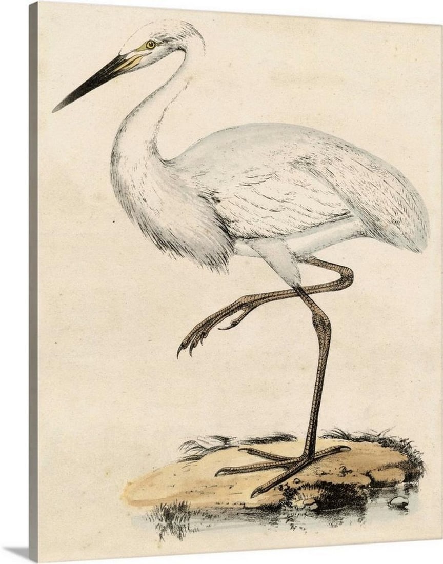 Antique Heron III Canvas Print: Antique Heron III Canvas Print Canvas print titled "Antique Heron III," featuring an artistic depiction of a heron. This piece combines classic style with natural subject matter. Dimensions: