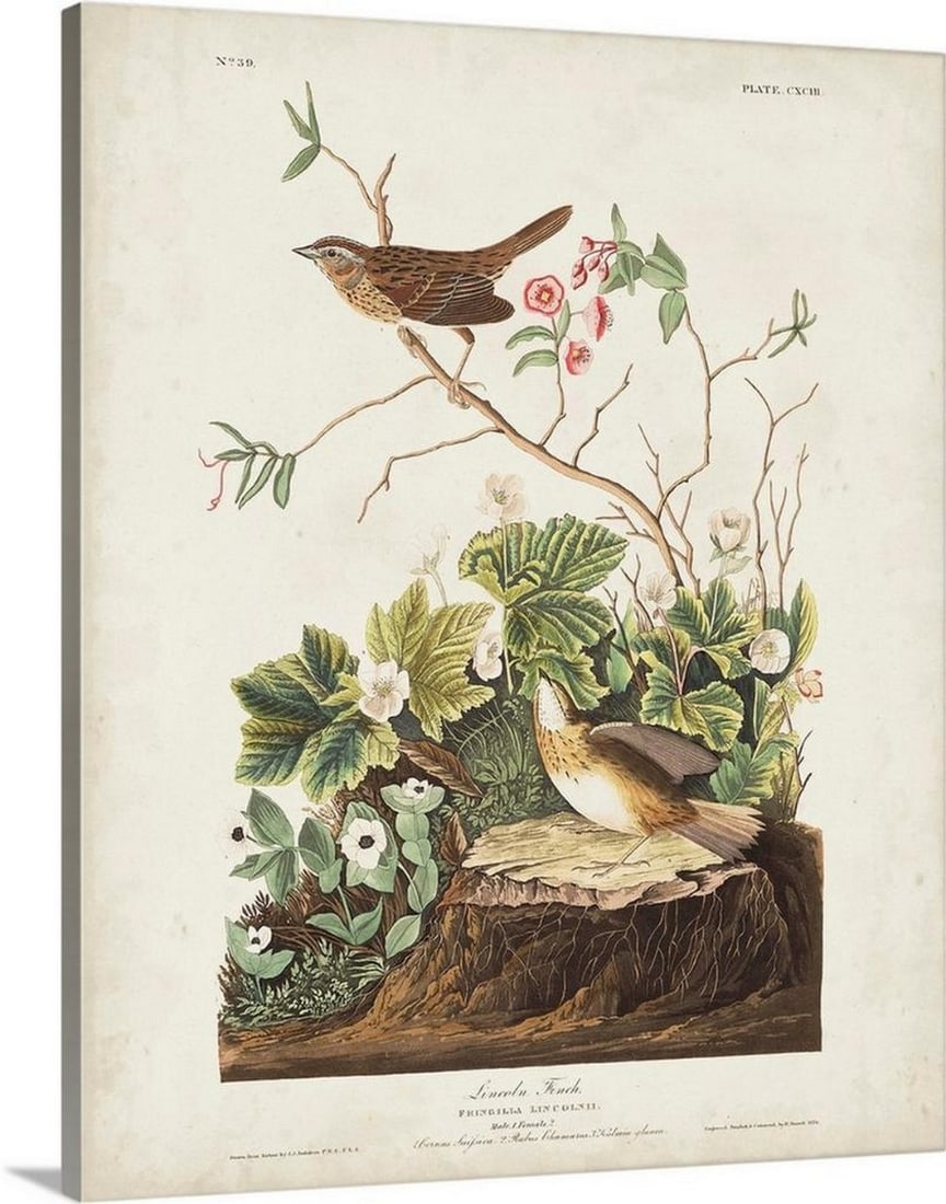 Lincoln Finch Canvas Print by John James Audubon: Lincoln Finch Canvas Print by John James Audubon Canvas print featuring “Lincoln Finch” by John James Audubon (1785–1851), America’s leading wildlife artist known for his detailed depicti