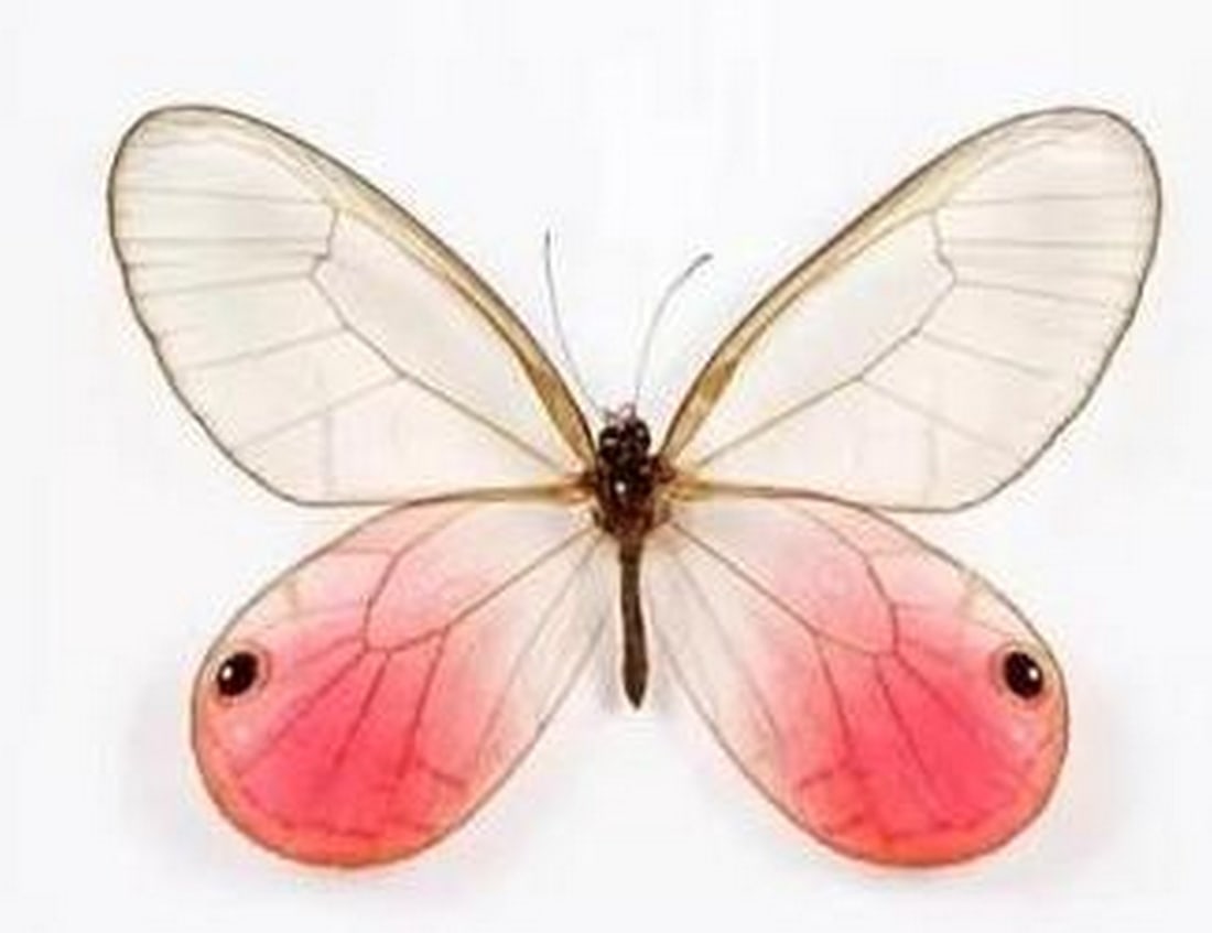 Framed Blushing Phantom Butterfly - 2