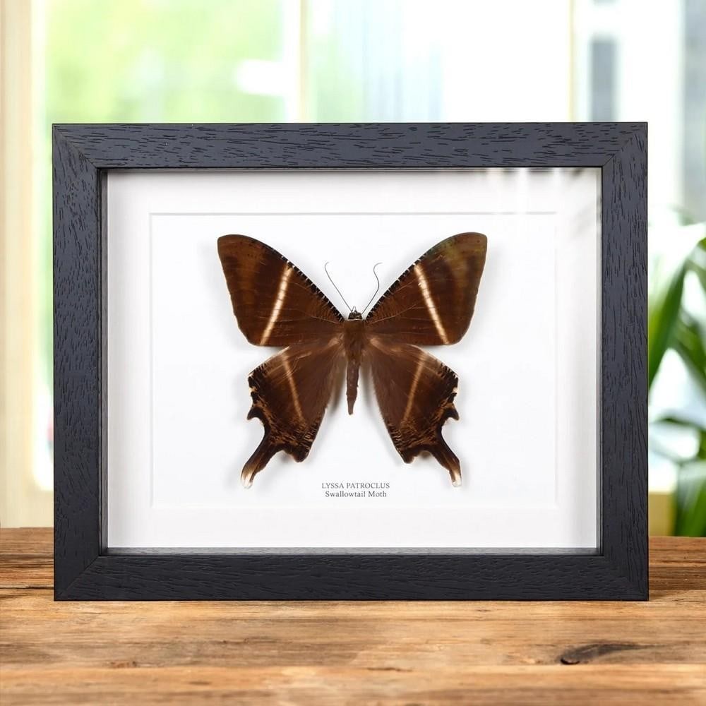 9" x 7" Framed Lyssa patroclus – Swallowtail Moth: 9" x 7" Framed Lyssa patroclus – Swallowtail Moth Lyssa patroclus, commonly known as the swallowtail moth, belongs to the family Uraniidae. The species is characterized by a small head, a