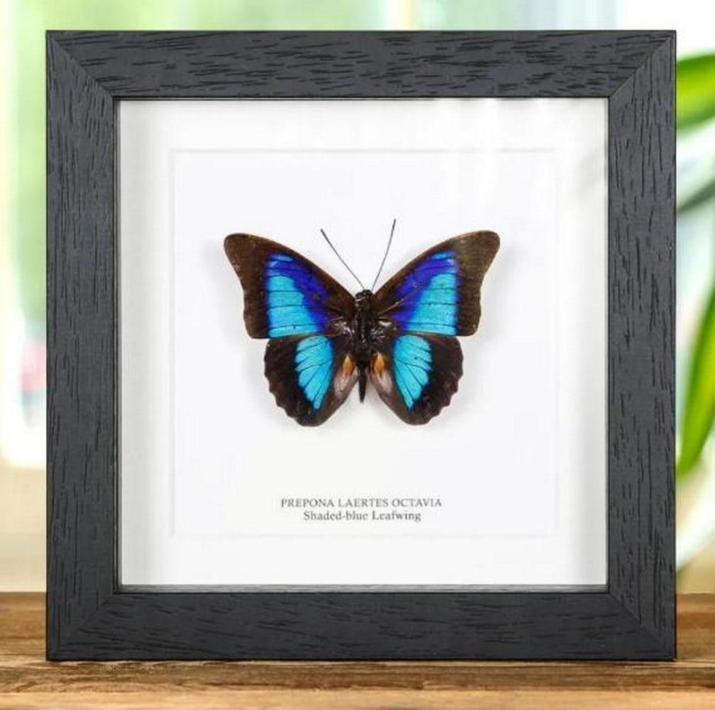 6" x 6" Framed Male Shaded_Blue Leafwing - Prepona Laertes Octavia: 6" x 6" Framed Male Shaded_Blue Leafwing - Prepona Laertes Octavia A Shaded-blue Leafwing in a handmade wooden frame mounted on high-quality acid-free conservation board. The Latin and common