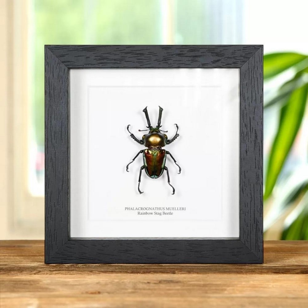 6" x 6" Rainbow Stag Beetle Taxidermy in Wooden Box Frame: 6" x 6" Rainbow Stag Beetle Taxidermy in Wooden Box Frame A splendid Rainbow Stag beetle, delicately framed in handcrafted wood and showcased on premium acid-free conservation board. Beneath t