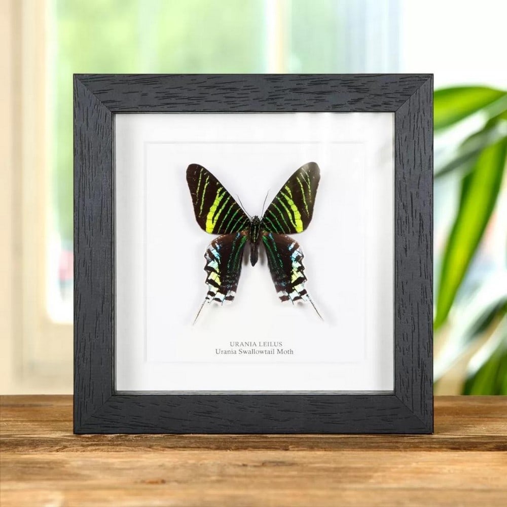6" x 6" Urania Swallowtail Moth Specimen - Urania leilus: 6" x 6" Urania Swallowtail Moth Specimen - Urania leilus A beautiful Urania leilus Swallowtail Moth in a handmade wooden frame mounted on high-quality acid-free conservation board. The Latin a