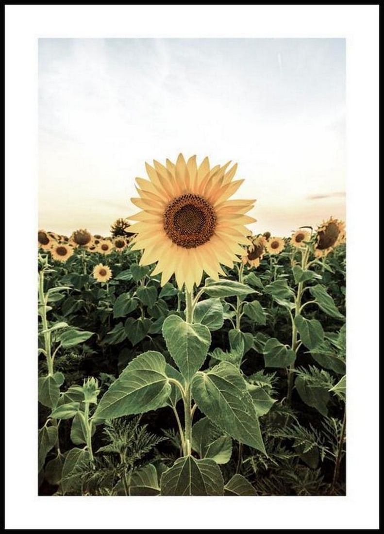 Stunning Sunflower Field Poster: Stunning Sunflower Field Poster A summery flower poster of a sunflower field with a large sunflower in the centre. Sunflowers are especially popular because of their friendly looking bright yellow