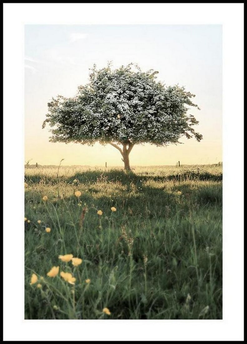 Blooming Tree Poster: Blooming Tree Poster A great nature poster of a blossoming tree with white flowers on a green meadow with small yellow flowers. The sun slowly rises behind the tree and makes the sky shine. Turn your