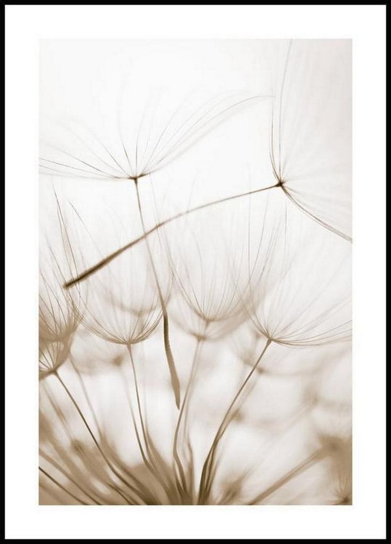 Dandelion Seeds Poster: Dandelion Seeds Poster A soothing mindfulness poster of dandelion seeds in close-up. The dandelion seeds look like small parachutes blown away by the wind. This mindfulness poster is for those who