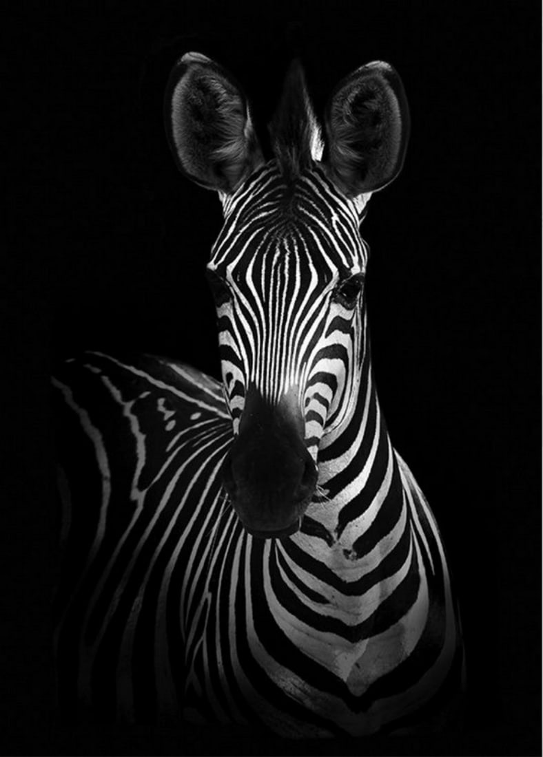 Zebra Poster Print: Zebra Poster Print A contemporary image of a wild African zebra staring through the camera on a black background! Perfect poster print for your home or as a gift for any animal lovers! Dimensions: 5