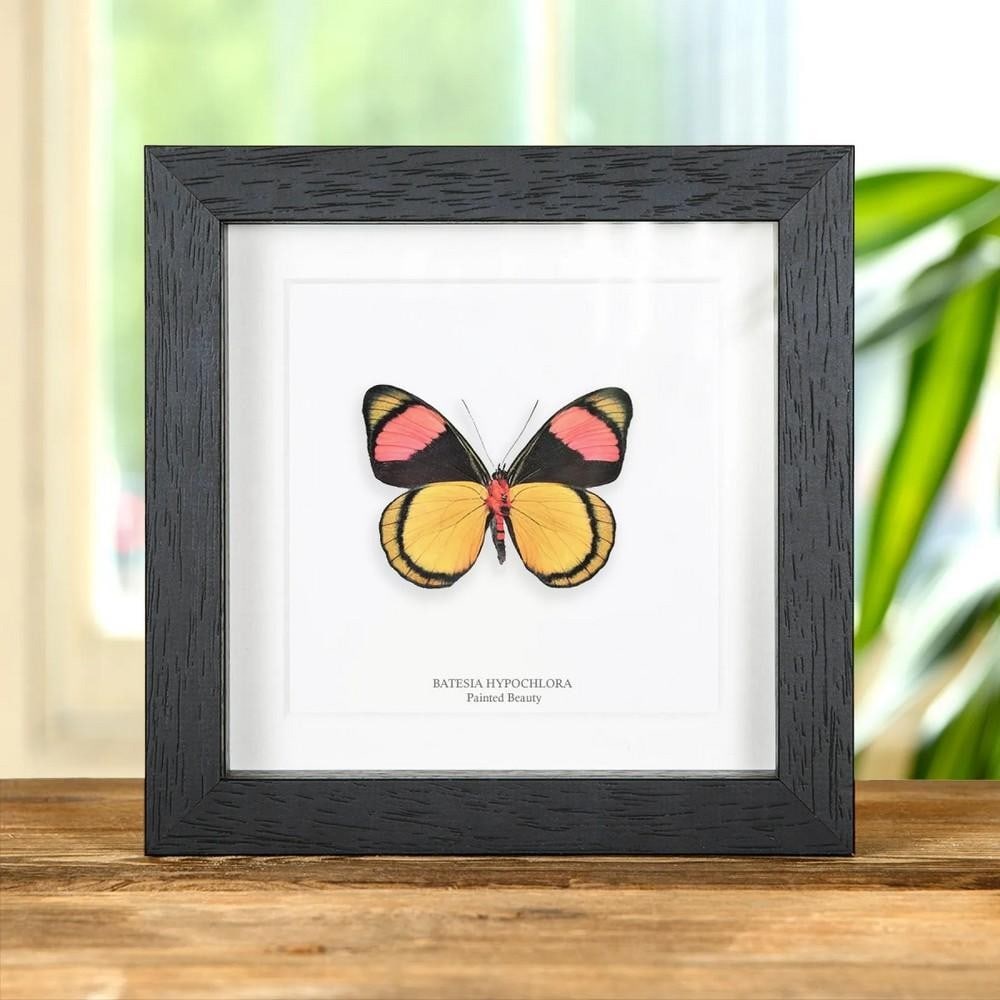 Painted Beauty Butterfly (Batesia hypochlora) – Ventral Side in Box Frame: Painted Beauty Butterfly (Batesia hypochlora) – Ventral Side in Box Frame The Painted Beauty Butterfly (Batesia hypochlora) is elegantly presented in a handcrafted wooden frame, mounted on premium a